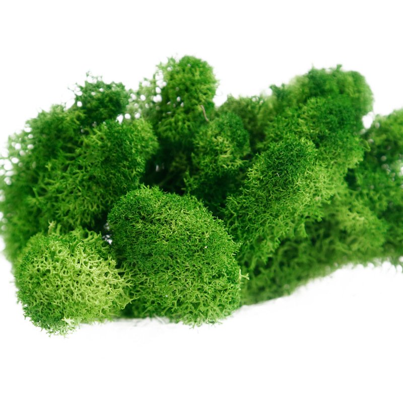 Yunnan factory natural wall decore real preserved fresh dried moss stabilized preserved reindeer moss for moss wall art