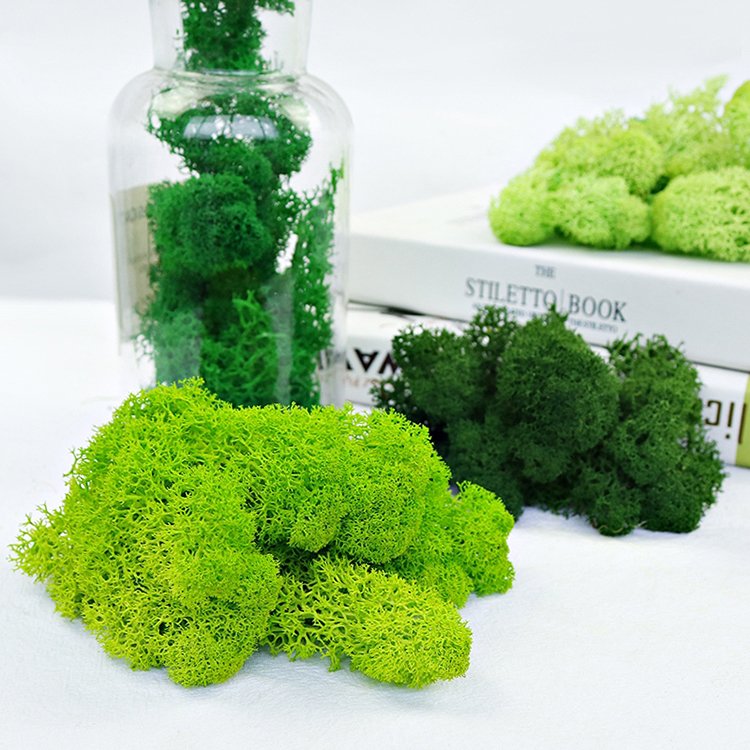 Yunnan factory natural wall decore real preserved fresh dried moss stabilized preserved reindeer moss for moss wall art