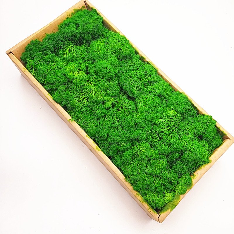 Yunnan factory natural wall decore real preserved fresh dried moss stabilized preserved reindeer moss for moss wall art