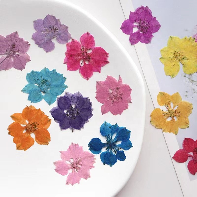 MNR2072 Real Dried Pressed Flowers Dried Pressed Flowers Pressed