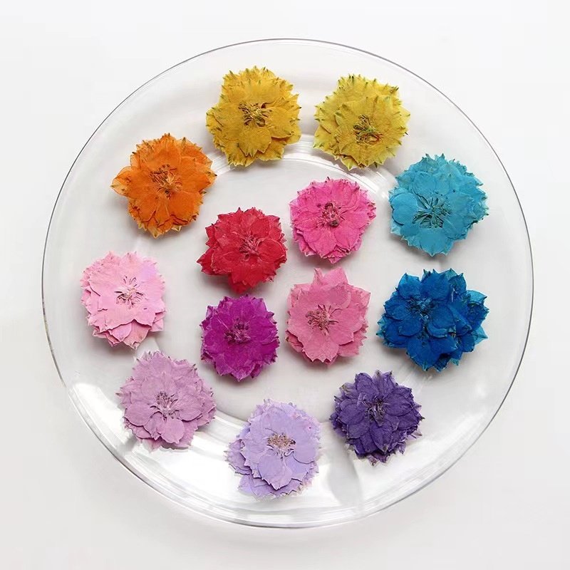 MNR2072 Real Dried Pressed Flowers Dried Pressed Flowers Pressed