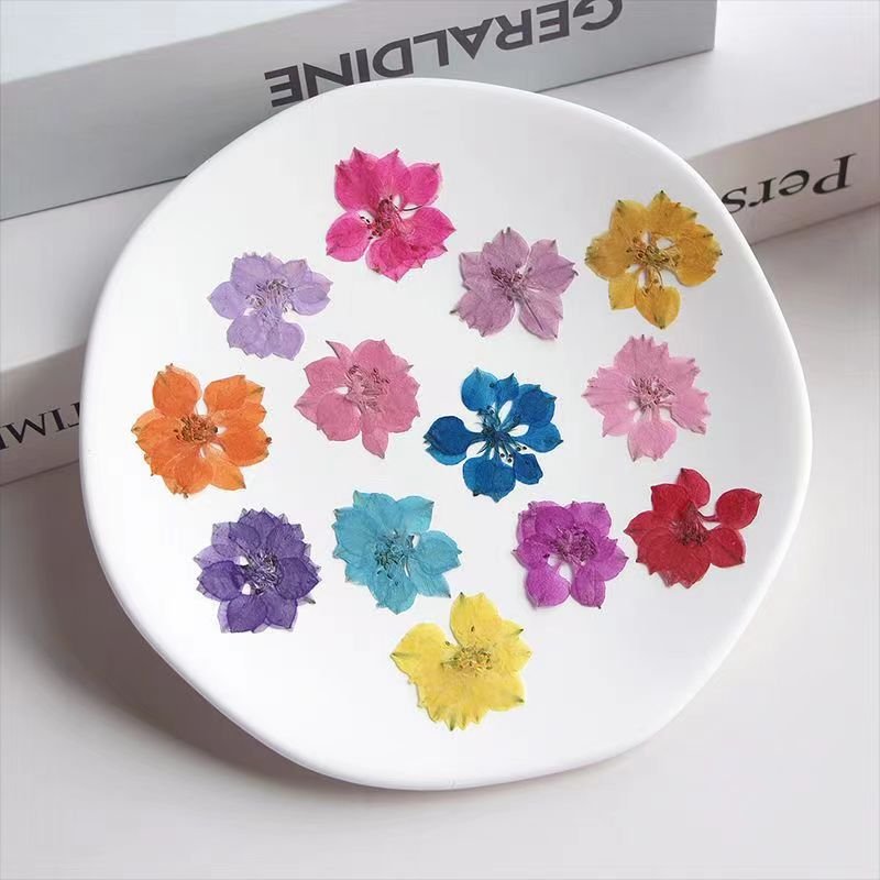 MNR2072 Real Dried Pressed Flowers Dried Pressed Flowers Pressed