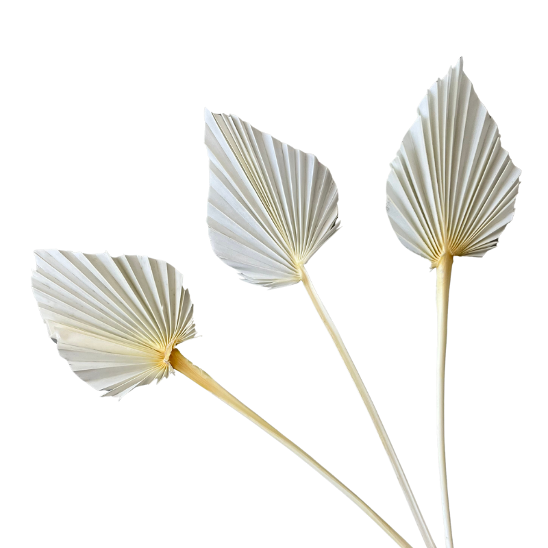 Ins Amazon Hot Selling Dried Palms Leaves Spear Palm Decorative Flowers Leaves Dried Palms In Various Shapes