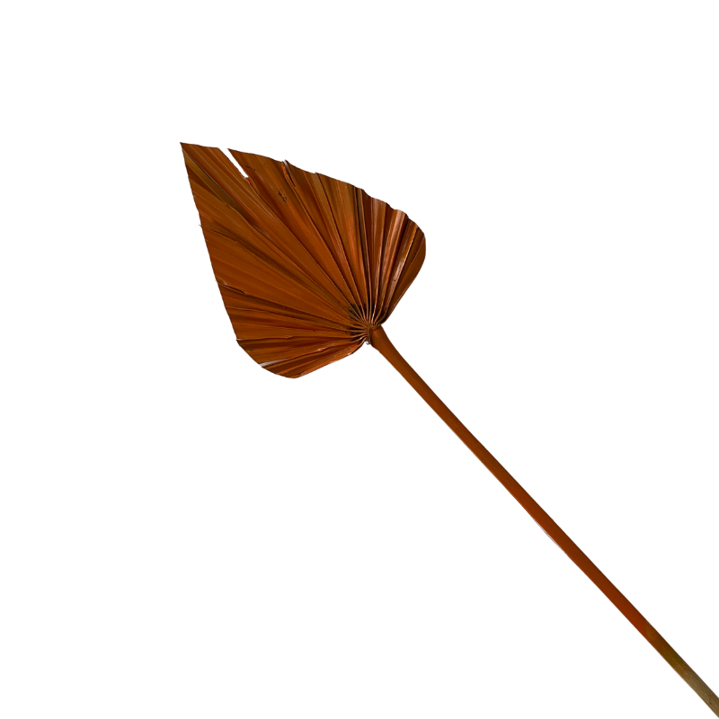 Ins Amazon Hot Selling Dried Palms Leaves Spear Palm Decorative Flowers Leaves Dried Palms In Various Shapes