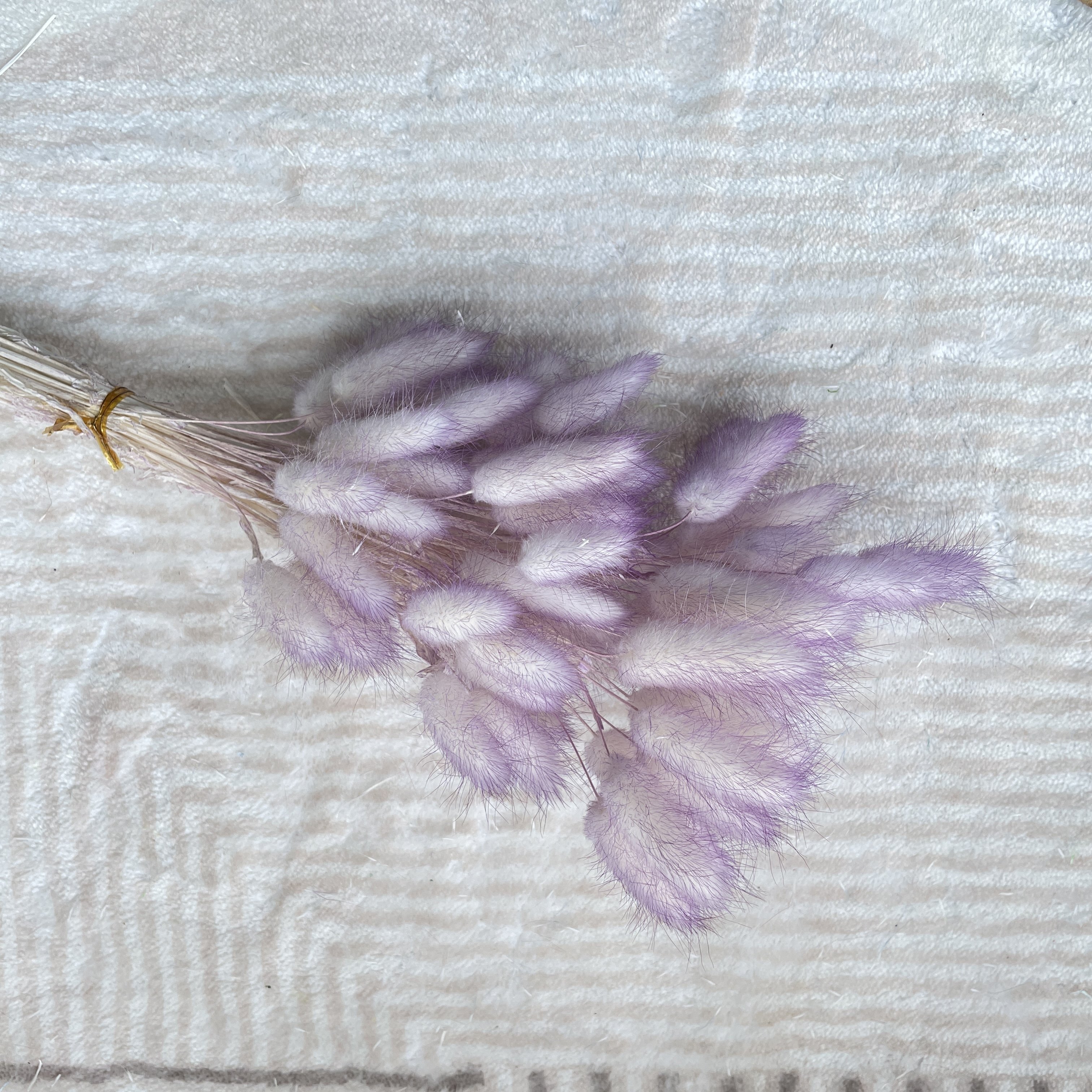 Wholesale Preserved Rabbit Tail Dry Flower Dried Bunny Tails Lagurus Ovatus For Wedding Decoration