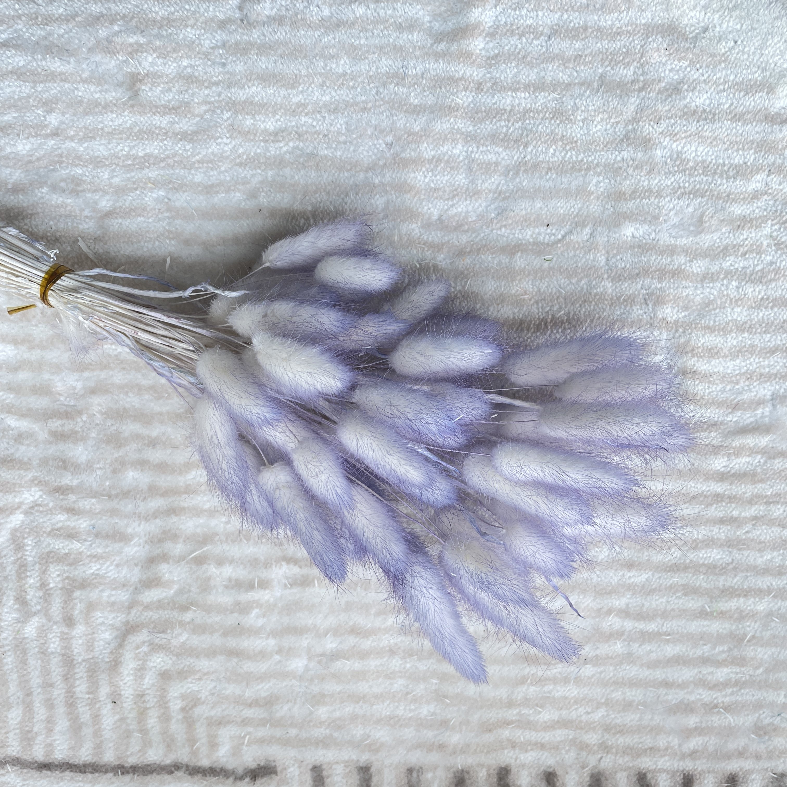 Wholesale Preserved Rabbit Tail Dry Flower Dried Bunny Tails Lagurus Ovatus For Wedding Decoration