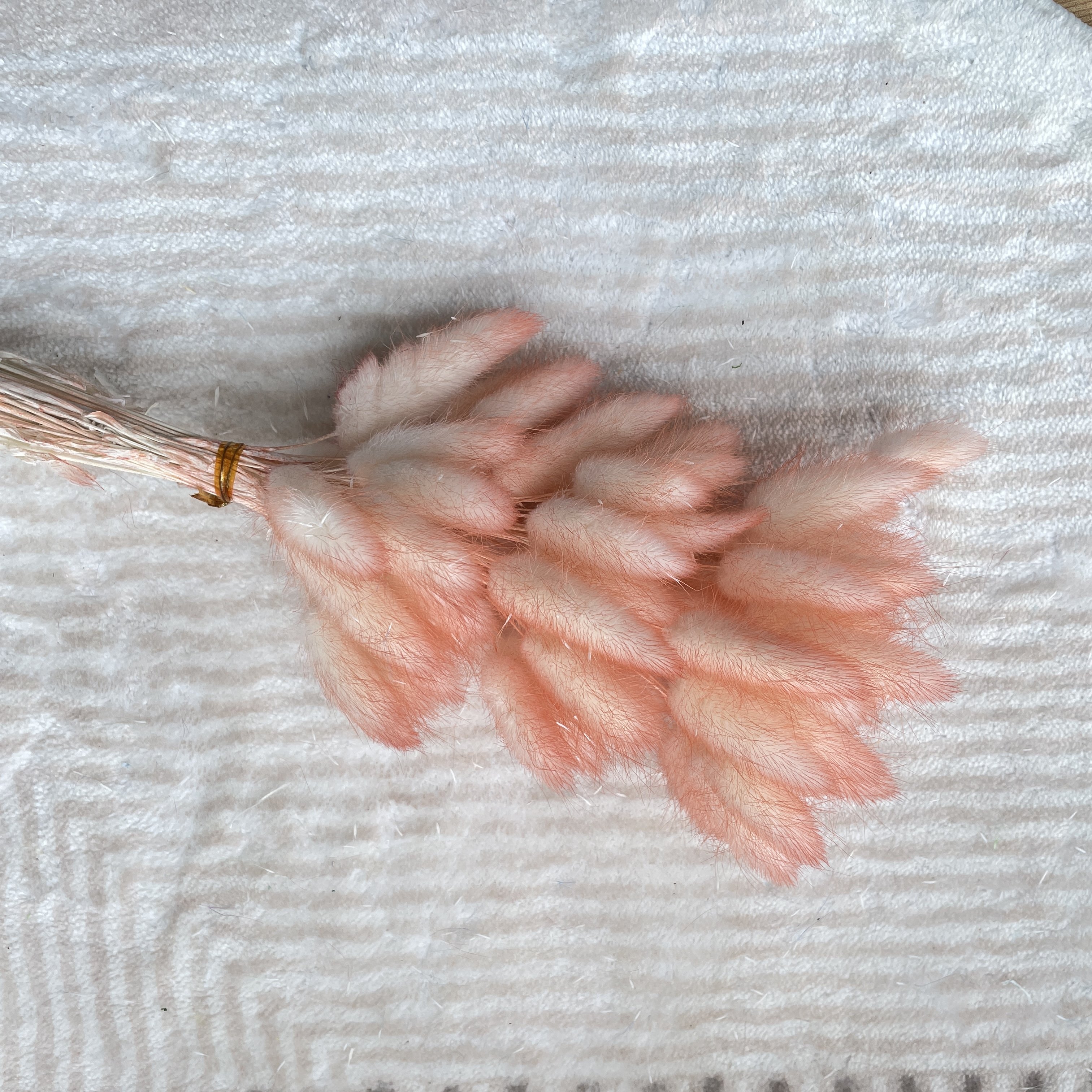 Wholesale Preserved Rabbit Tail Dry Flower Dried Bunny Tails Lagurus Ovatus For Wedding Decoration