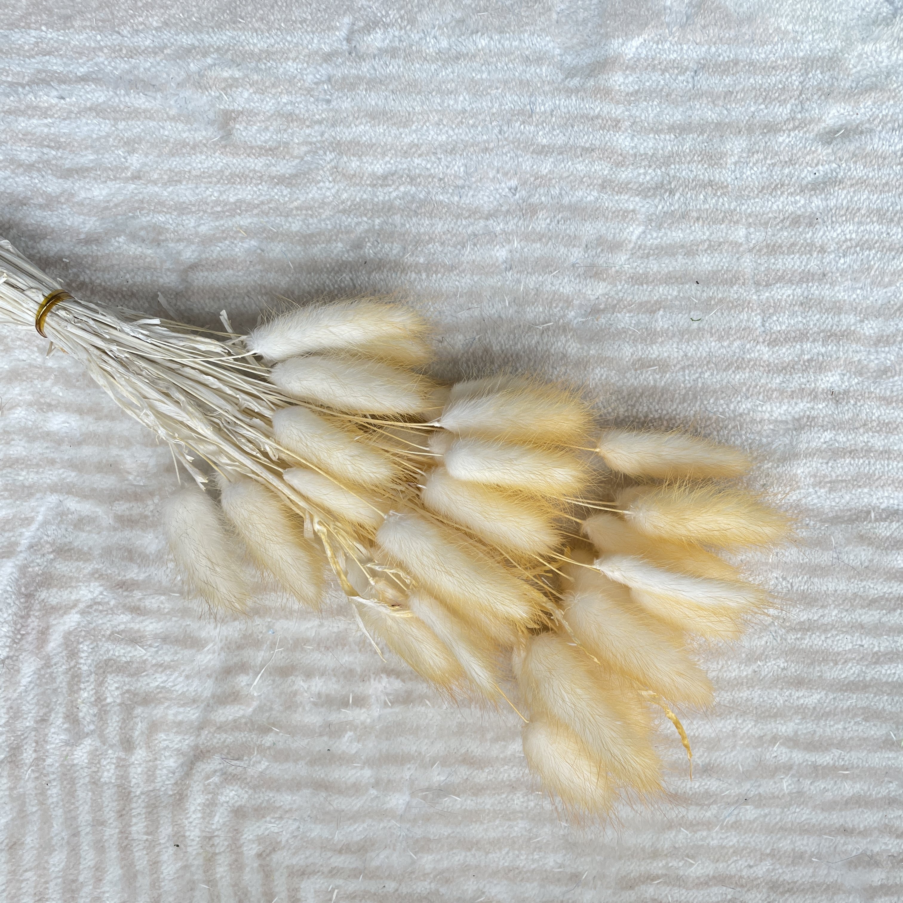 Wholesale Preserved Rabbit Tail Dry Flower Dried Bunny Tails Lagurus Ovatus For Wedding Decoration
