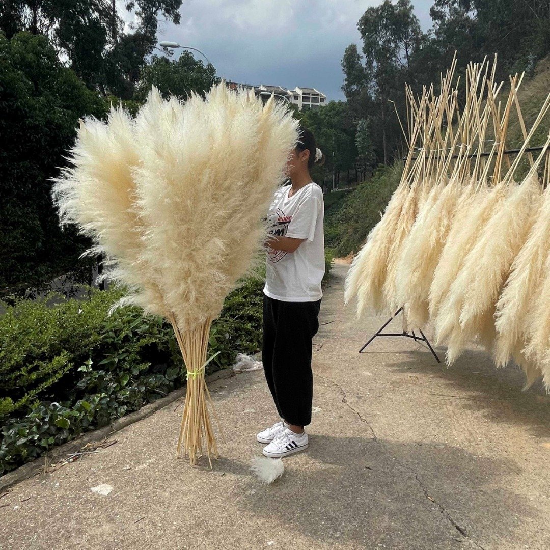 AX-6 INS Style Cream Beige Pampas Grass Large Big Fluffy Natural Dried Flower Outdoor Wedding Christmas Decor Box Package Set