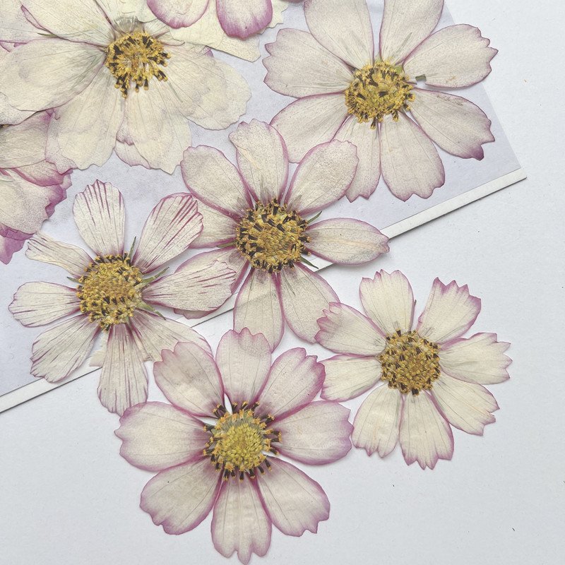 Cosmos bipinnata dried flowers scented candles dry flowers birthday cards organic soap drying flowers