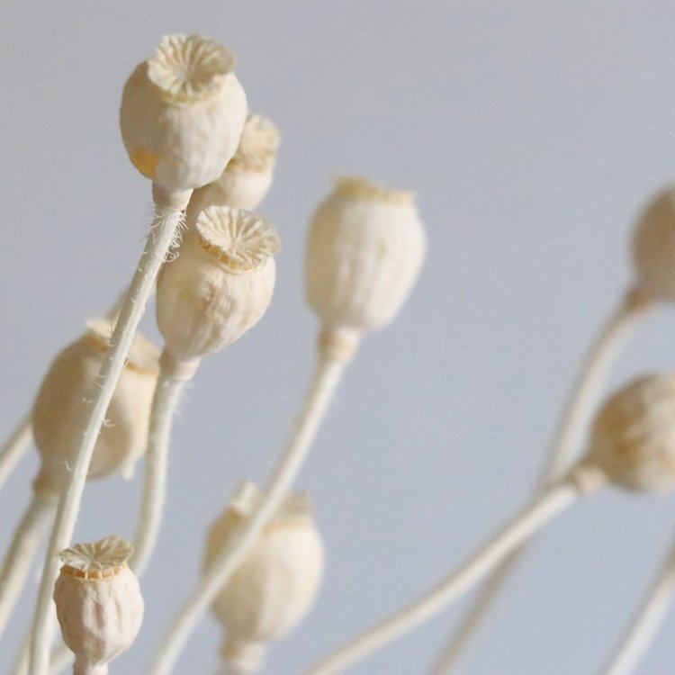 SumFlora 2024 New tend Design Luxury dried flowers corn poppy for home decor