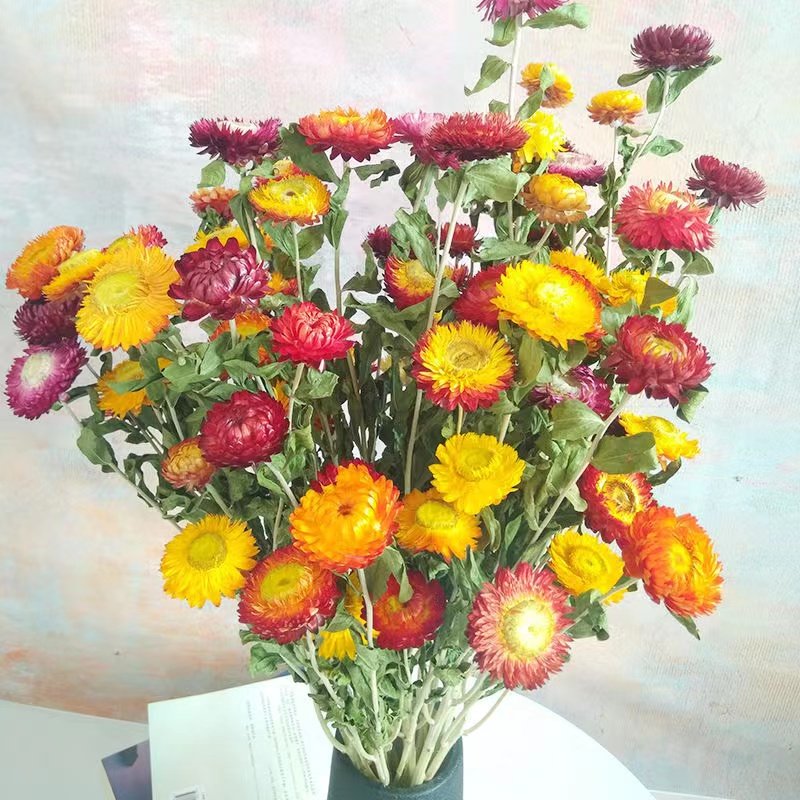 High quality wholesale dried flower pineapple chrysanthemum for home & wedding decoration