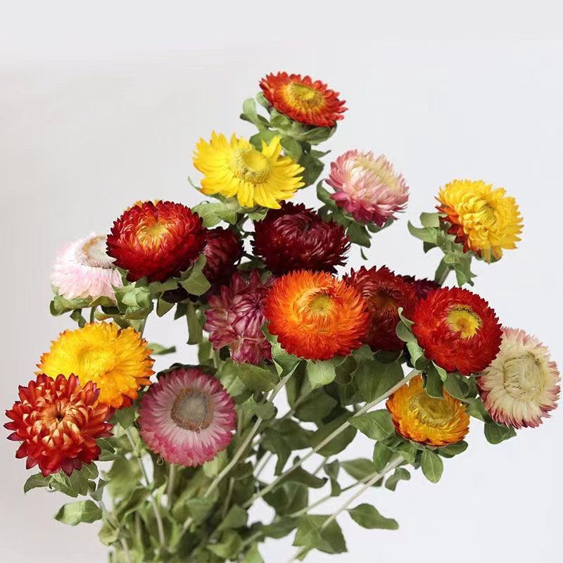 High quality wholesale dried flower pineapple chrysanthemum for home & wedding decoration