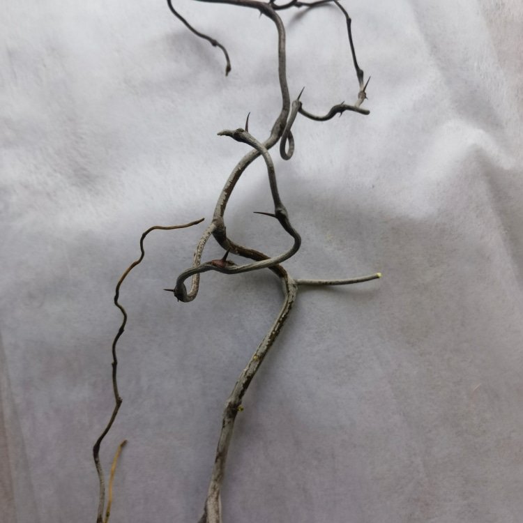 Dried Flower Plant Branches with Retro Dragon Jujube Plastic Interior Decorative Element for Christmas Easter Other Occasions