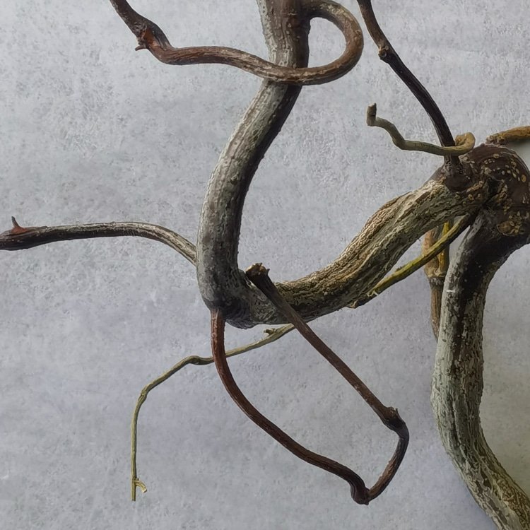 Dried Flower Plant Branches with Retro Dragon Jujube Plastic Interior Decorative Element for Christmas Easter Other Occasions