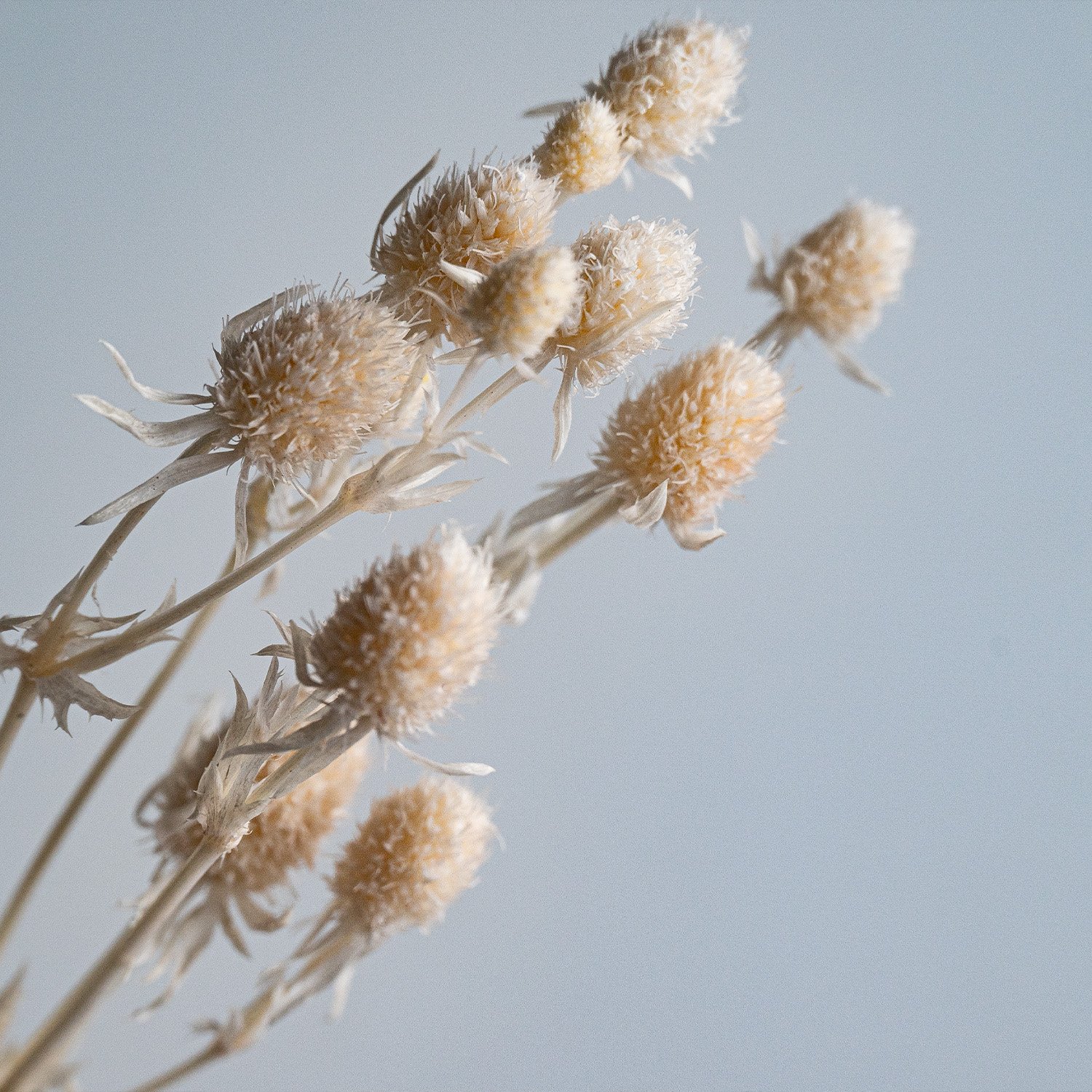 Factory wholesale Beige Dried Flowers Preserved Flower Eryngium Fruit Lover Fruit for Home Decoration