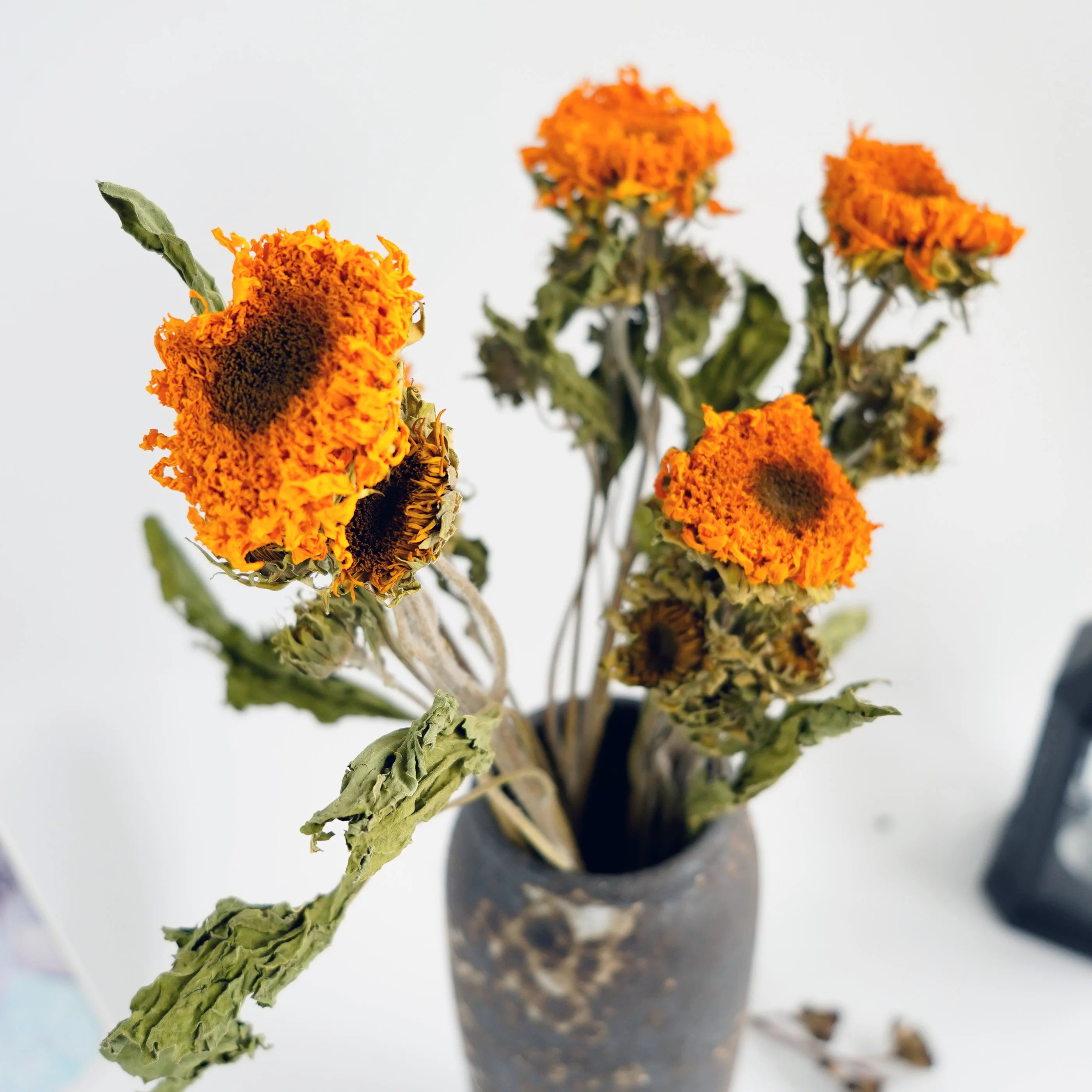 Manufacturer Natural sunflowers dried sunflower Real Dried Sunflower Plants For Home Party Wedding Decoration