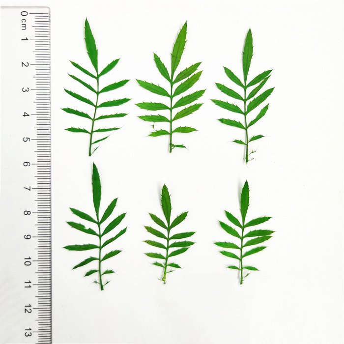 Maidenhair Tagetes Patula Real Tree Leaf Diy Material Kit Plant Specimen Pressed Flower Bookmark