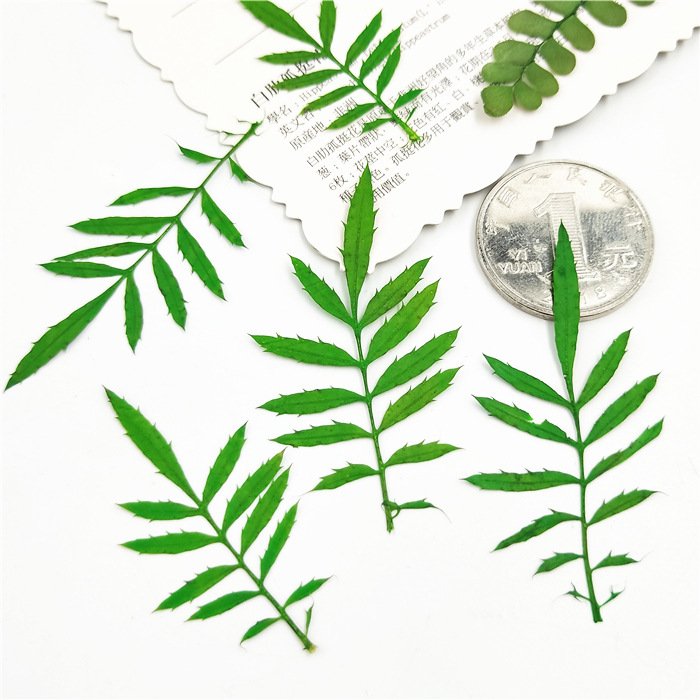 Maidenhair Tagetes Patula Real Tree Leaf Diy Material Kit Plant Specimen Pressed Flower Bookmark
