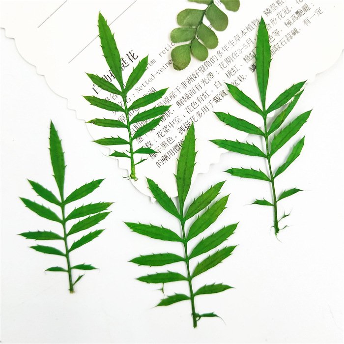 Maidenhair Tagetes Patula Real Tree Leaf Diy Material Kit Plant Specimen Pressed Flower Bookmark