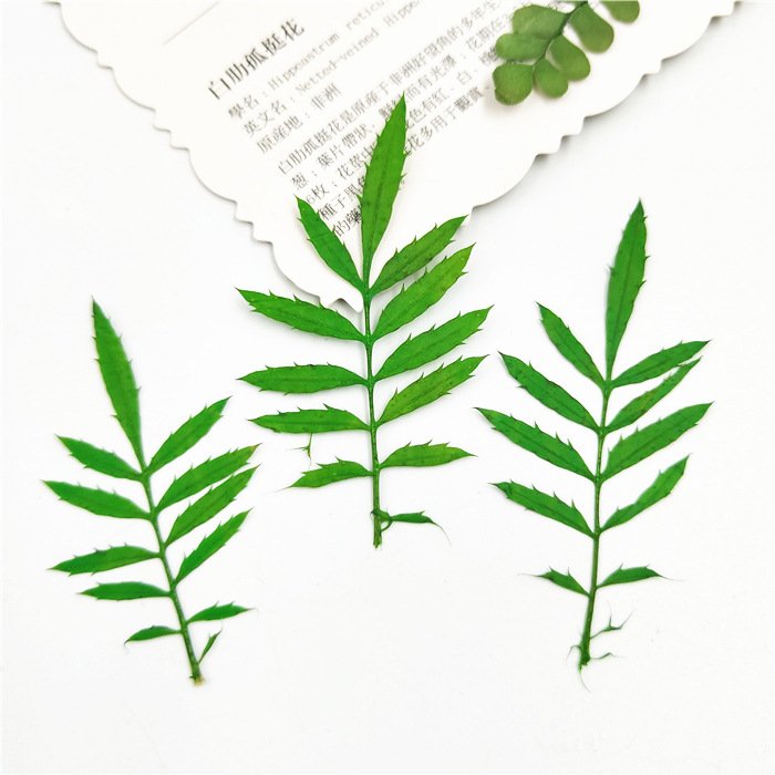 Maidenhair Tagetes Patula Real Tree Leaf Diy Material Kit Plant Specimen Pressed Flower Bookmark