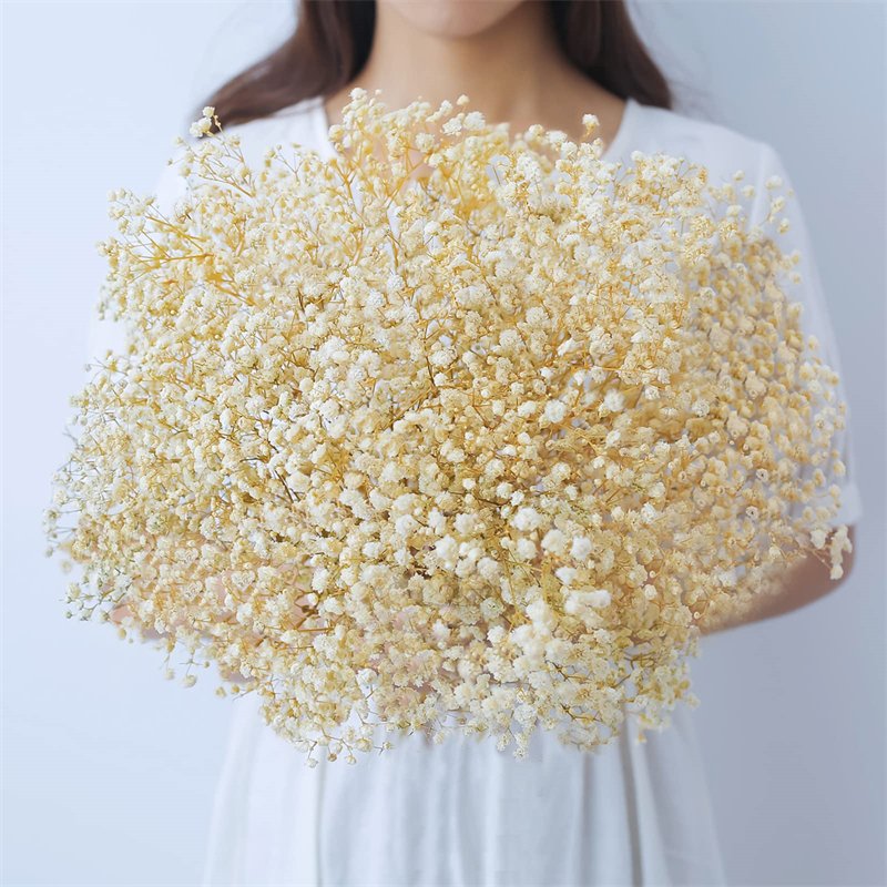 A Grade Beautiful Design 17.2 inch Ivory White Natural Gypsophila Dried Flowers Branches 2500+ Babys Breath Bouquet Flowers