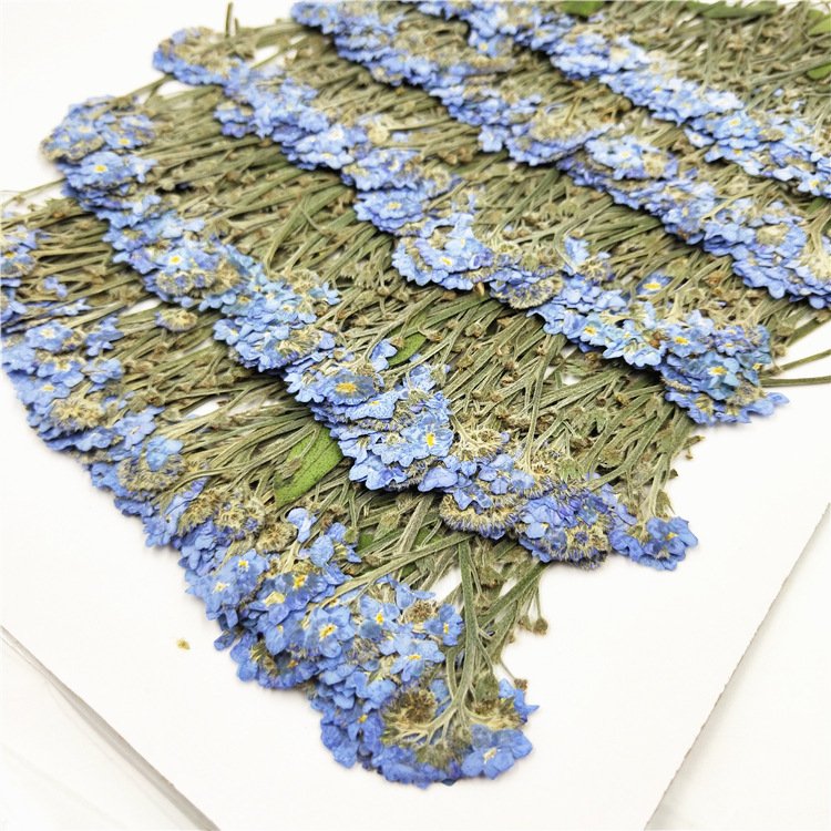 Forgot me not dry flower with stem Forget-me-nots dried pressed flowers DIY handmaking soap candles