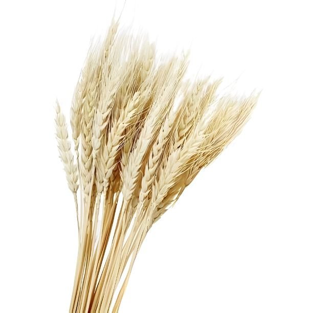 High Quality Wholesale Natural Wheat Grass for DIY, Events Decor & Other Dried Flower Decor for Wedding Decoration