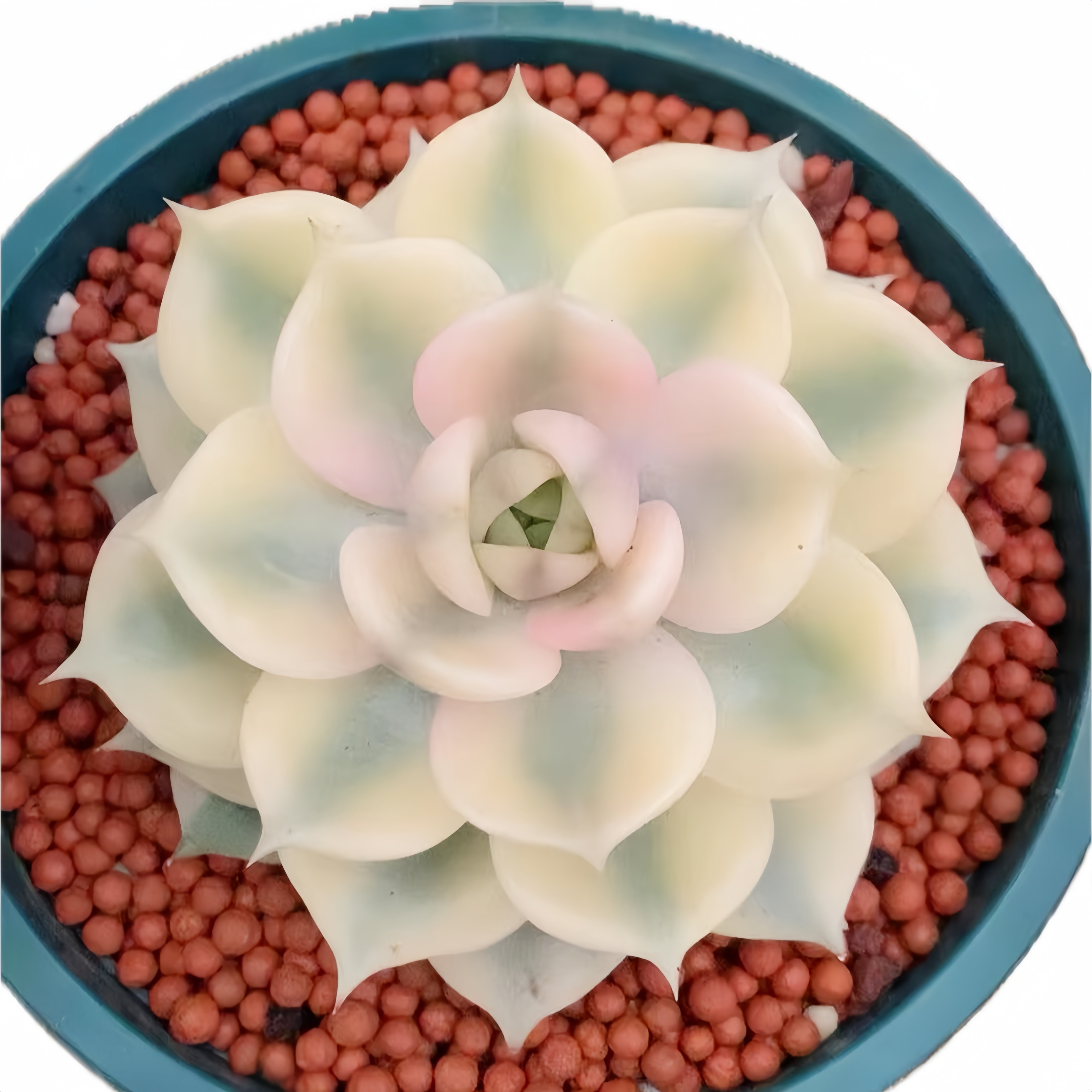 Rare and popular succulents: Echeveria 'Baikal' - fresh and embellish the small landscape of the home