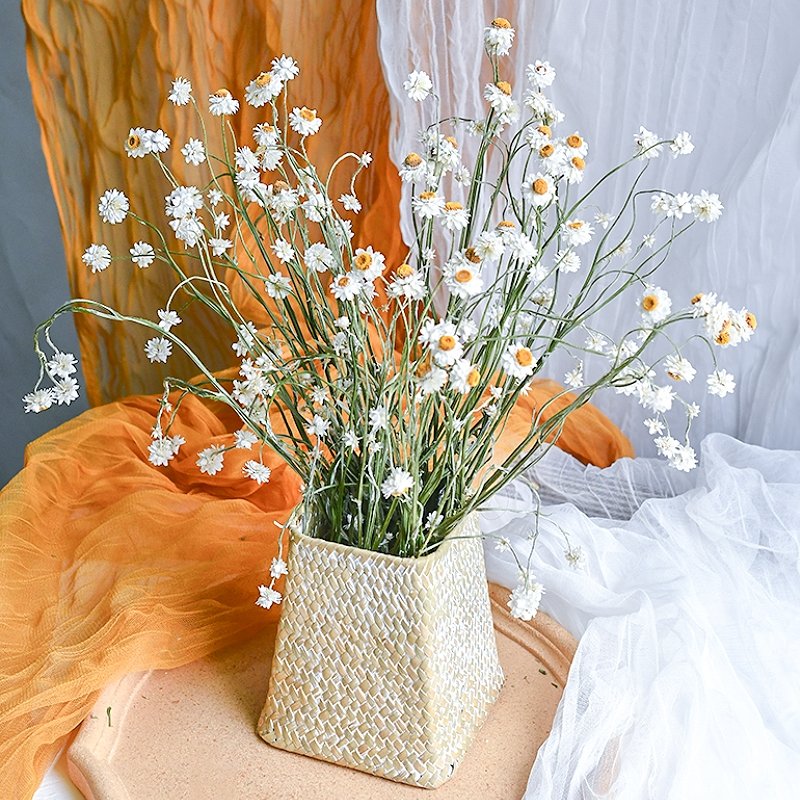 SumFlora Instagram popular dried flower daisy dried chrysanthemum for home decoration