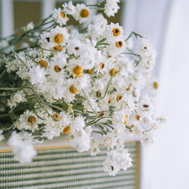 SumFlora Instagram popular dried flower daisy dried chrysanthemum for home decoration