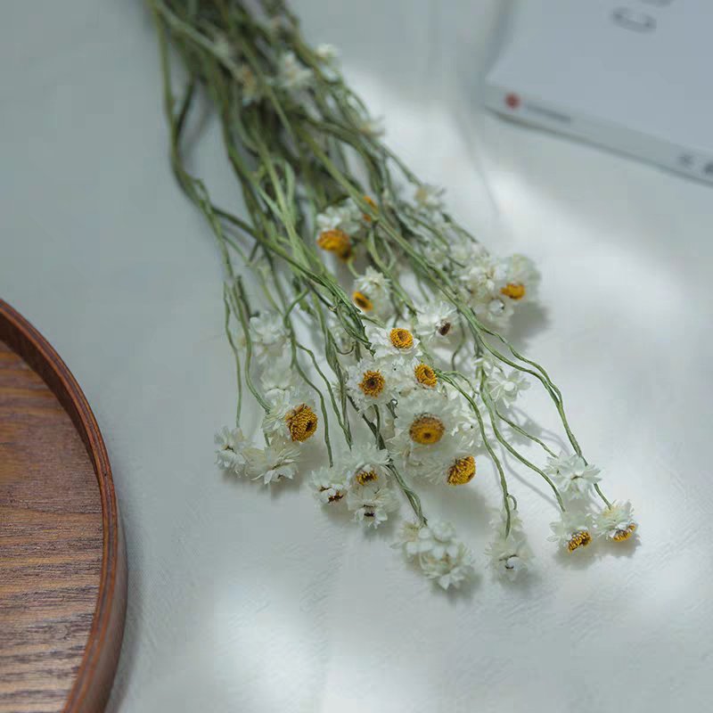 SumFlora Instagram popular dried flower daisy dried chrysanthemum for home decoration