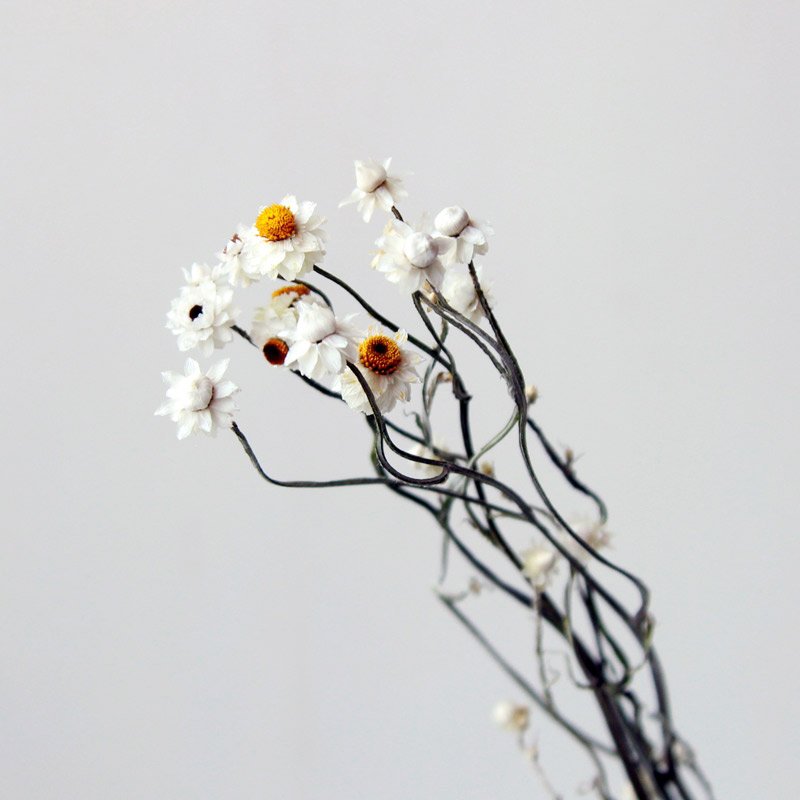 SumFlora Instagram popular dried flower daisy dried chrysanthemum for home decoration