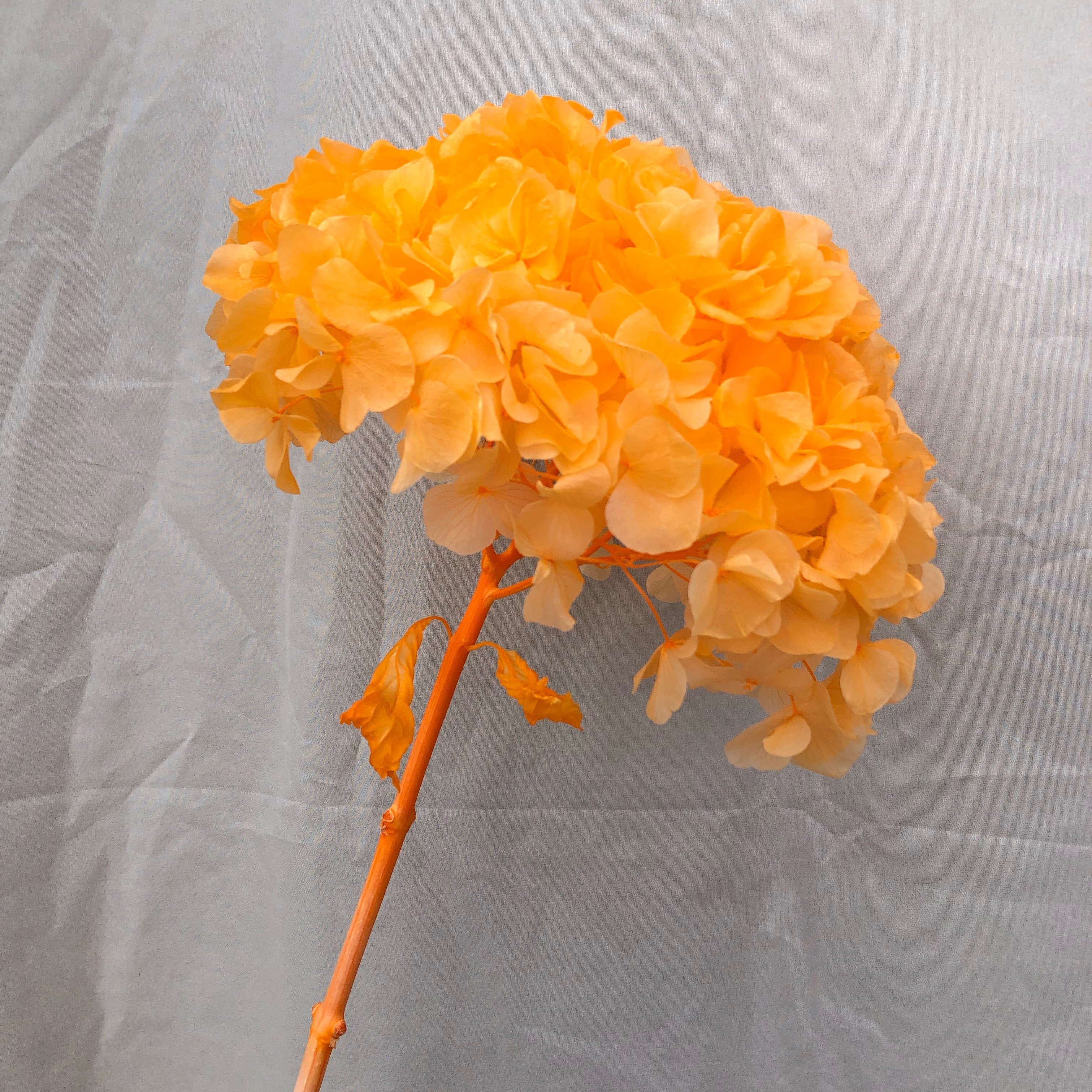 Wholesale Large leaf hydrangea High quality real touch green hydrangea Decoration for wedding hydrangea flowers