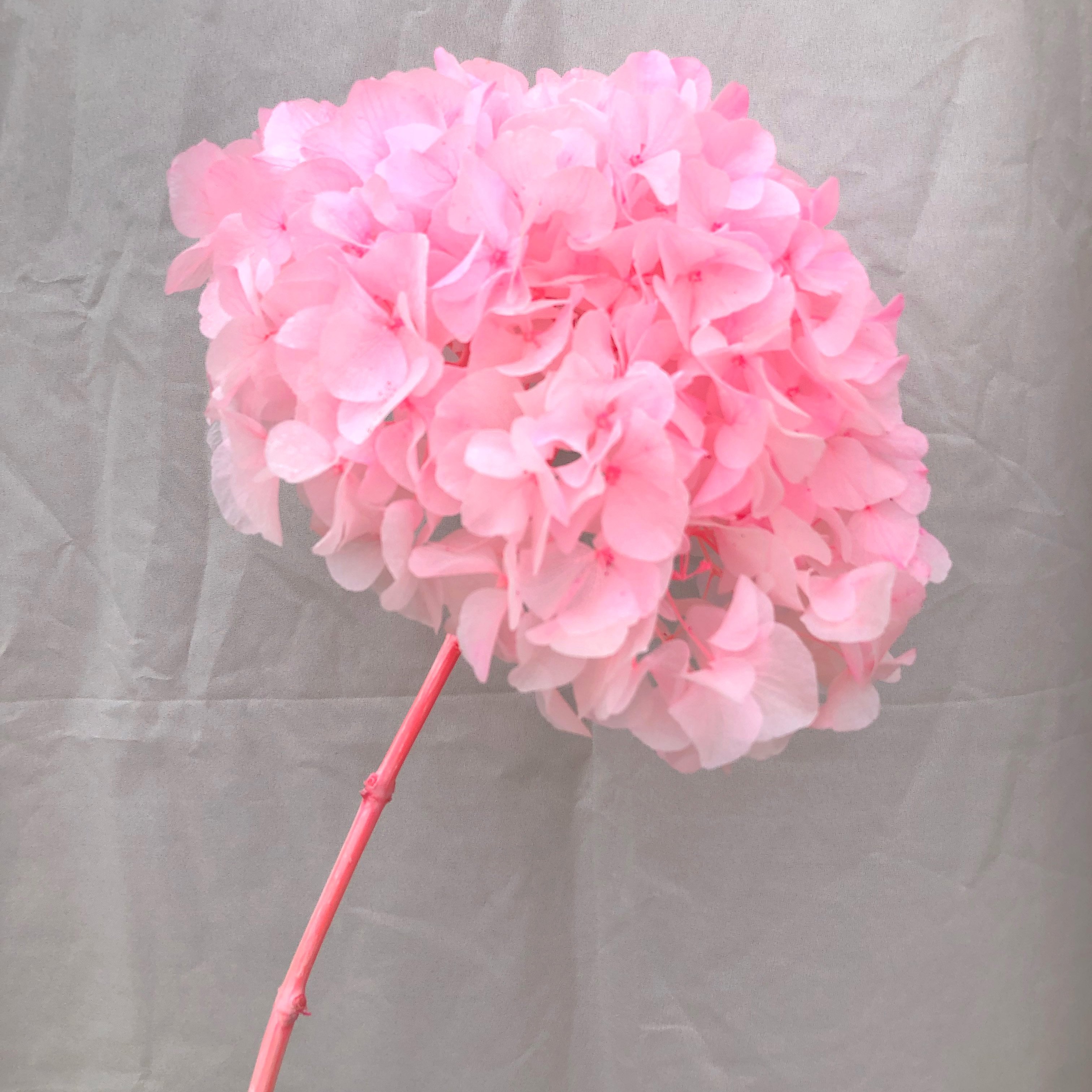 Wholesale Large leaf hydrangea High quality real touch green hydrangea Decoration for wedding hydrangea flowers