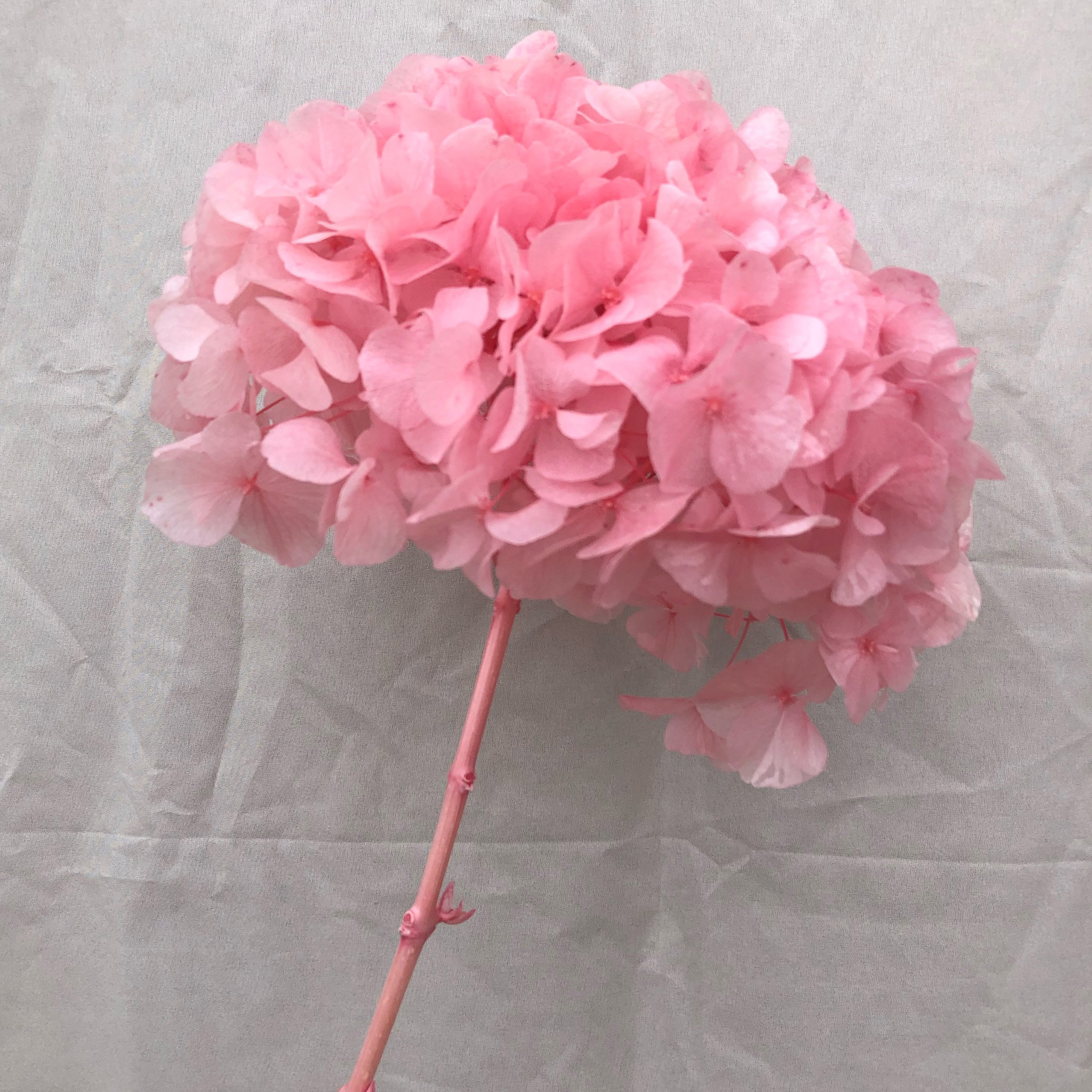 Wholesale Large leaf hydrangea High quality real touch green hydrangea Decoration for wedding hydrangea flowers
