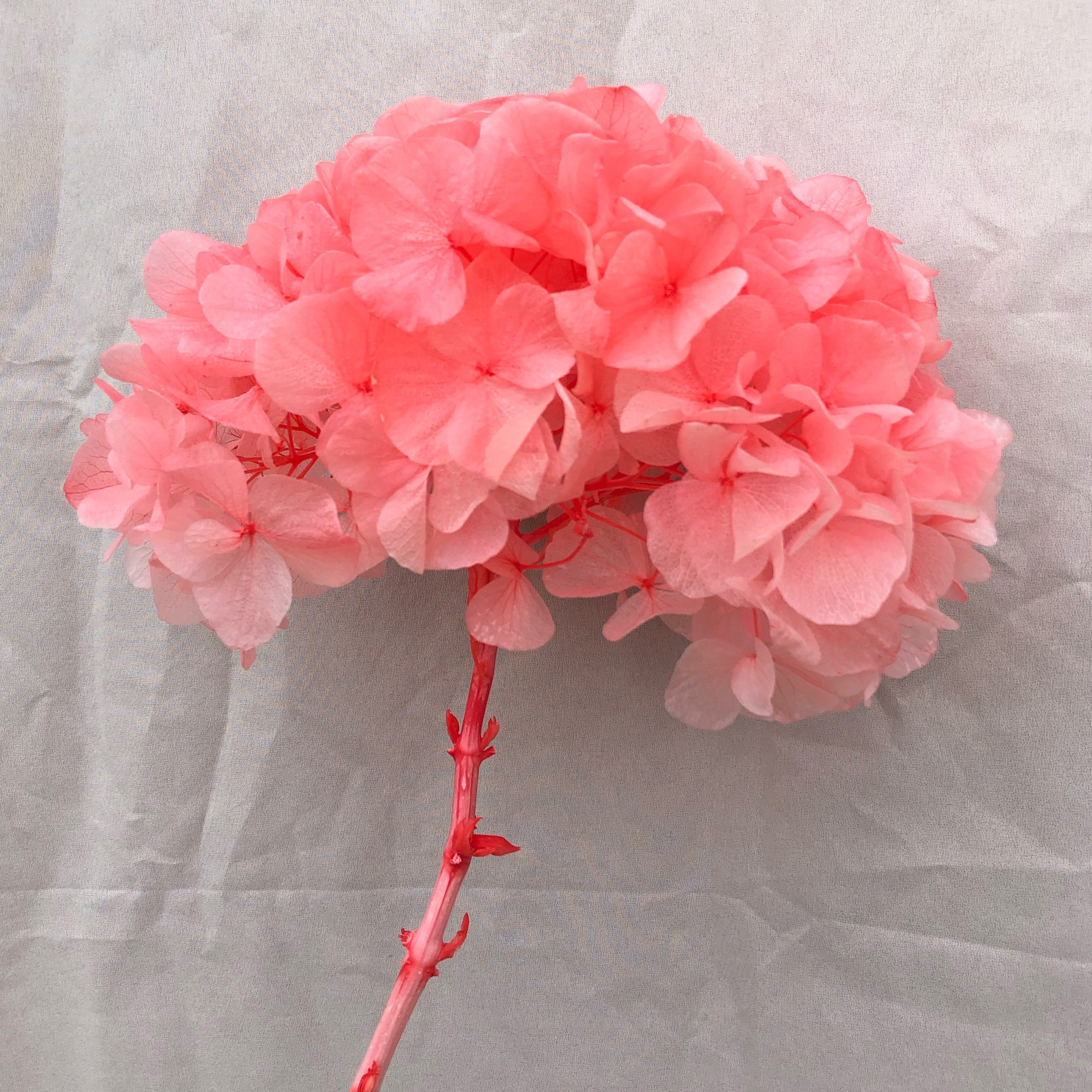 Wholesale Large leaf hydrangea High quality real touch green hydrangea Decoration for wedding hydrangea flowers