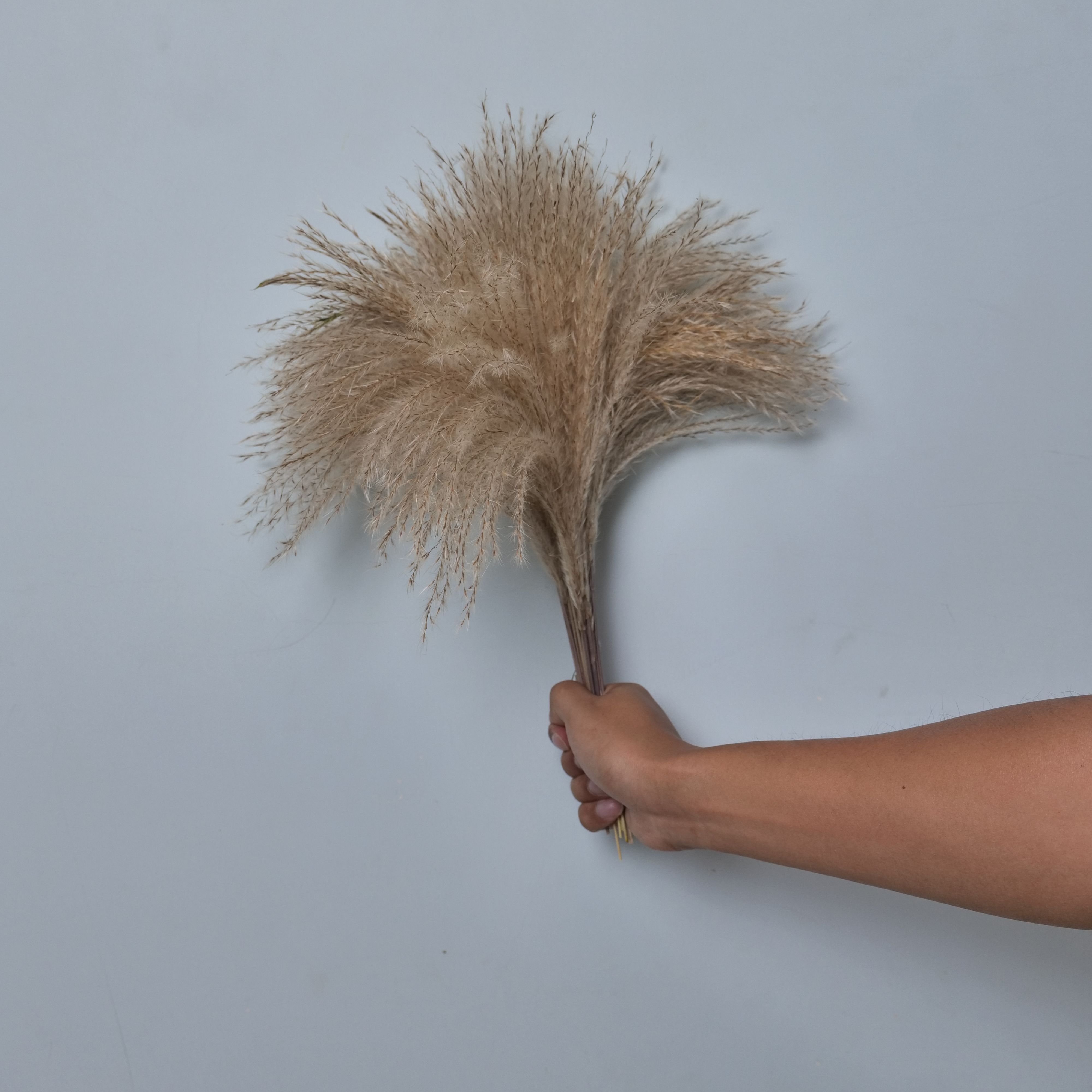 Natural dried reed flower stick dried pampas preserved grass for home decoration indoor and outdoor