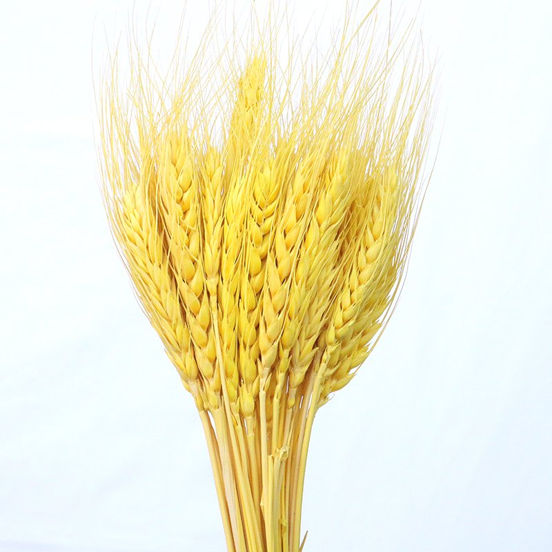 Color Dried natural Wheat stems grass flower for home wedding party theme decoration