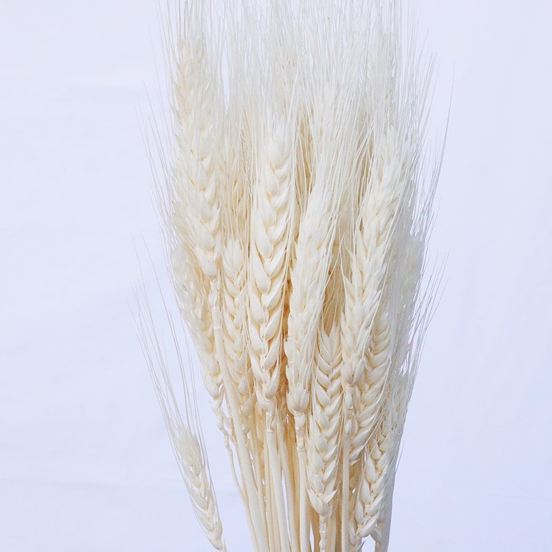 Color Dried natural Wheat stems grass flower for home wedding party theme decoration