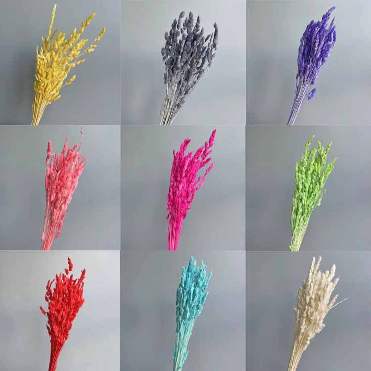 Dried Natural Elfin Grass, Cute Small Flower, Floral Materials White Decorative Grass