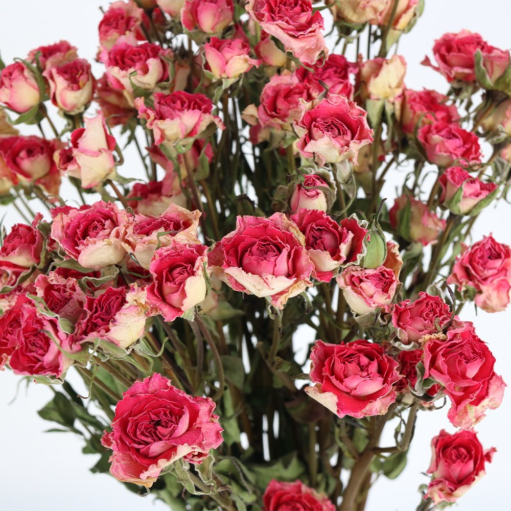 Factory Supply Good Quality Dried Rose Dried Flower for Flower Bouquet Chinese New Year Preserved Rose Natural Flower Accept T/T