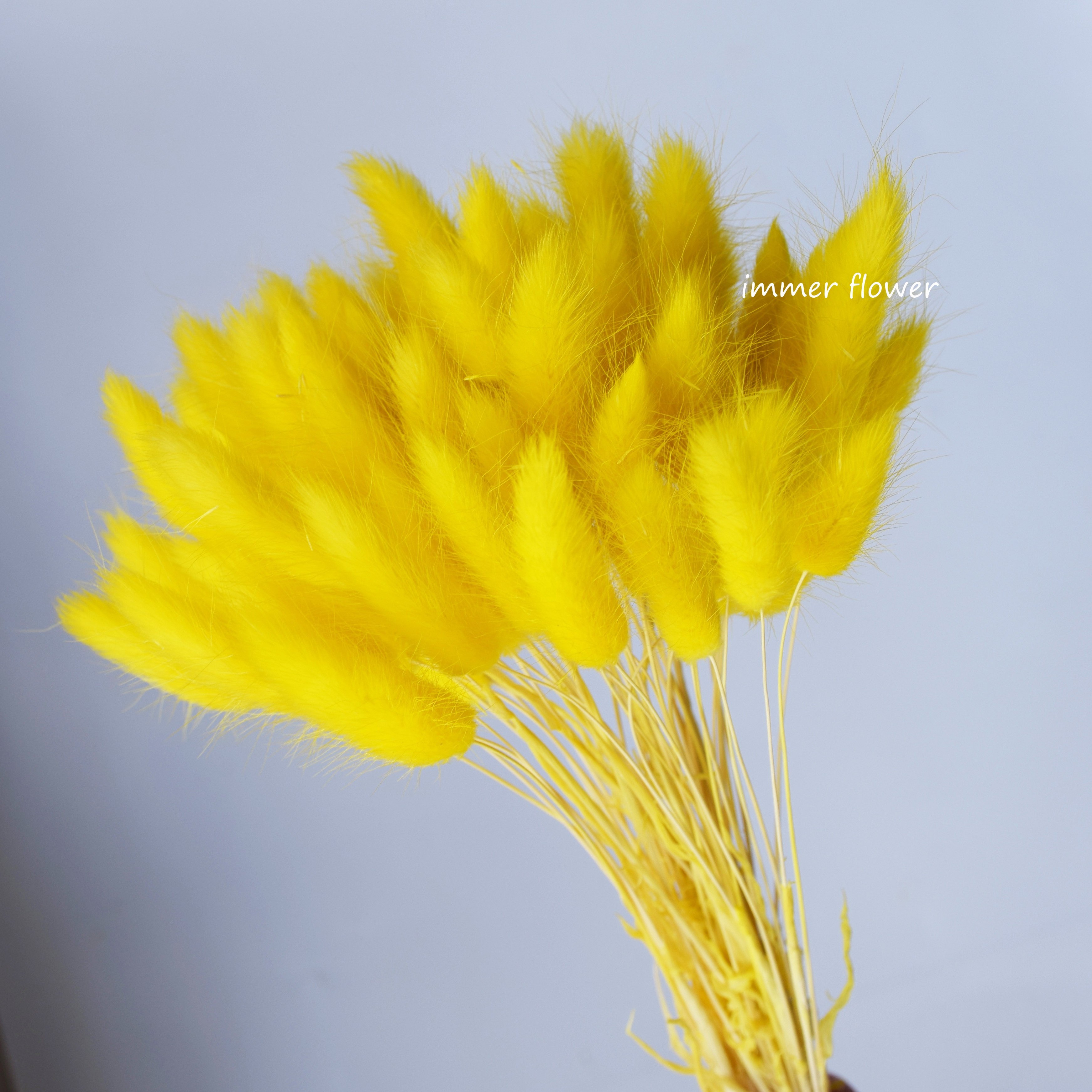 Dried flower bouquet colorful lagurus rabbit tail grass flower as bridal bouquet