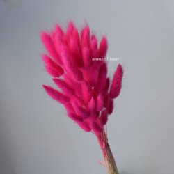 Rosy