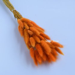 Retro-orange