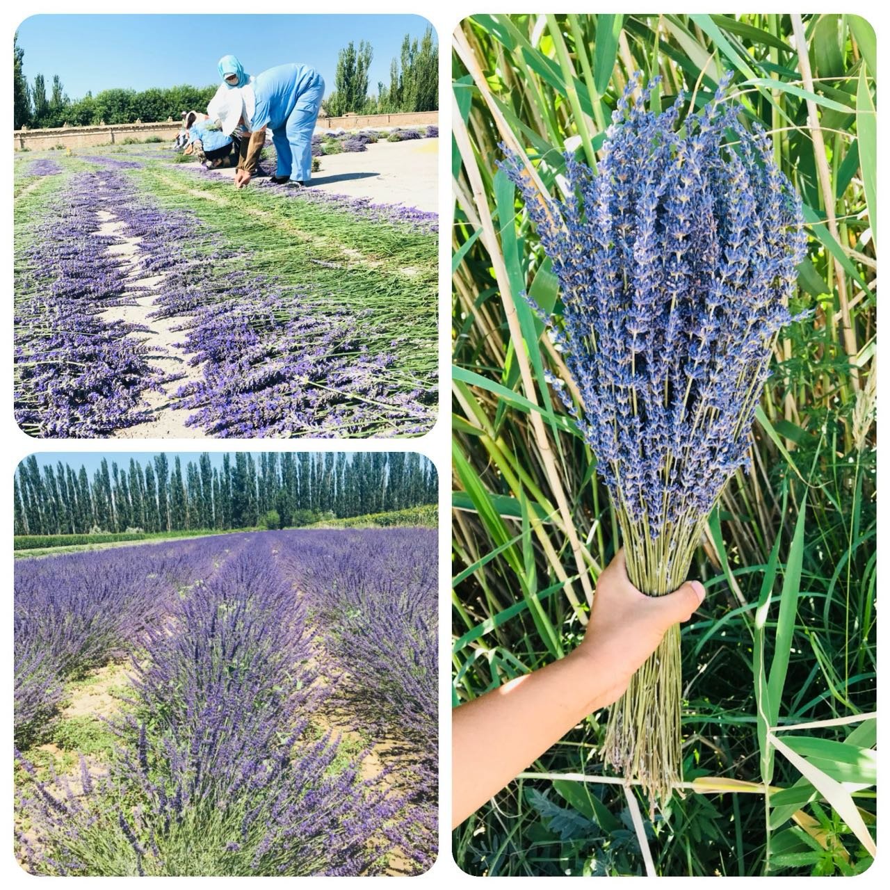 100% Natural Dried Lavender Bundles Dried Lavender Flowers for Home Decoration Flower Arrangement
