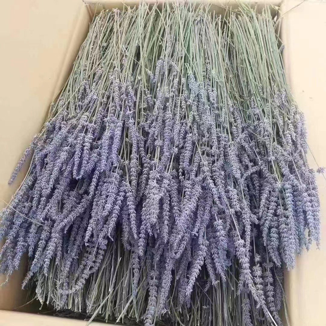 100% Natural Dried Lavender Bundles Dried Lavender Flowers for Home Decoration Flower Arrangement