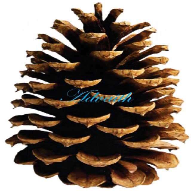 Pinecones mini brown christmas natural pinecones with different size and color natural pinecone