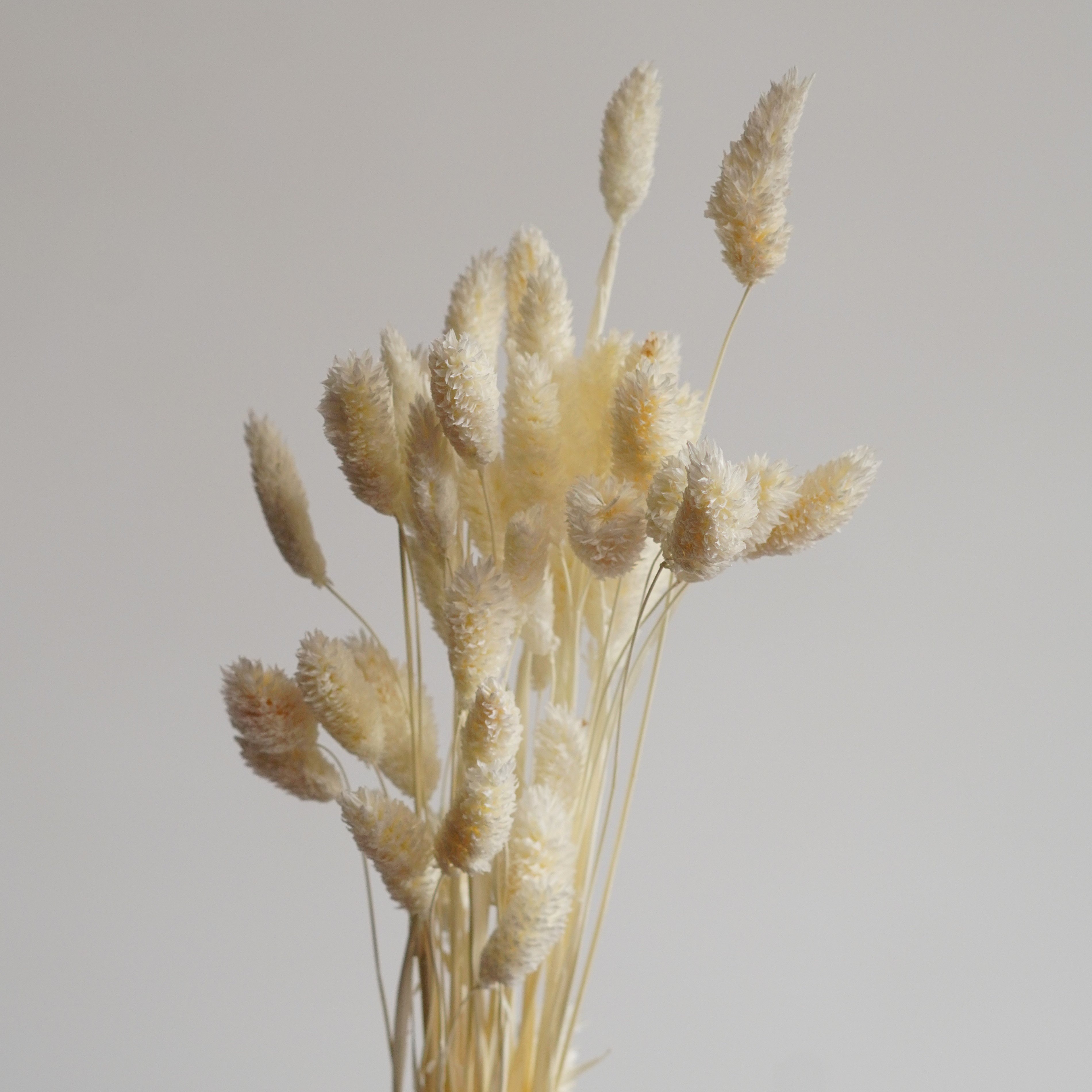 Dried Phalaris Burnt oak Phalaris grass, Dried Flowers, Wedding flowers, Home decor
