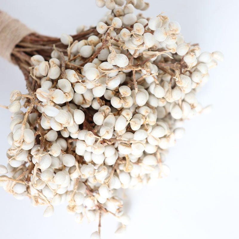 Factory Direct Sale Dry Flowers Decorations Small Ginkgo Mushroom Natural Dried Flowers And Plants Home Decorators